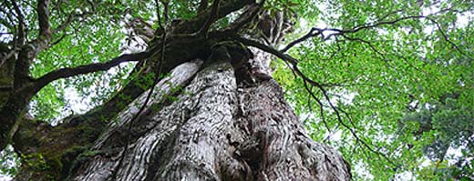 古希・社長への祝いと屋久杉をかけて